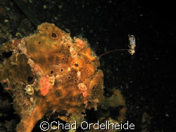 Frogfish dangling his bait in Lembeh Straight. Canon a640 by Chad Ordelheide 